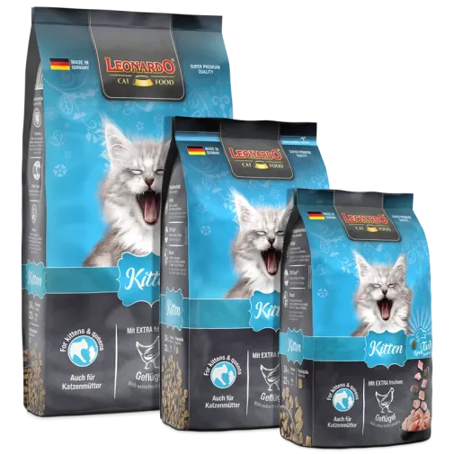 bl-kitten-composing-800px_1920x1920.png.webp